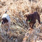 Upland Hunting at Heartland Lodge Outfitters