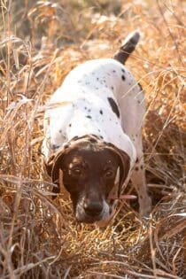 wingshooting with a dog