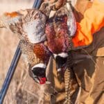 Pheasant Hunting at Wingshooting Lodge in Illinois