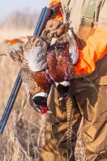 Successful day of pheasant hunt at Heartland Lodge preserve