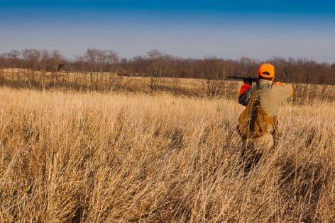 Pheasant hunting tips