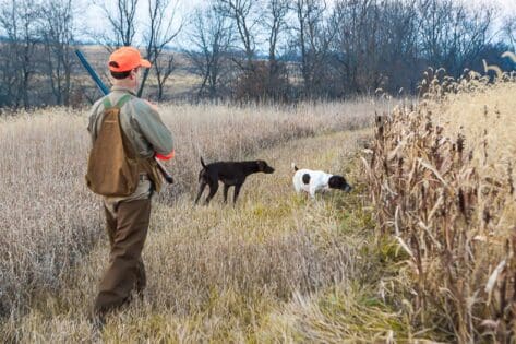 Late Season Pheasant Hunter in Illinois