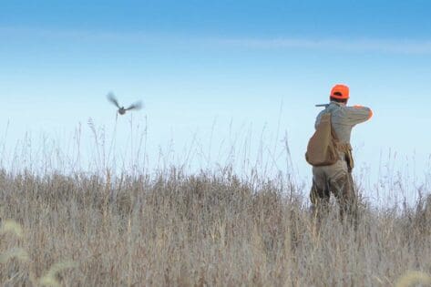 Tips for shooting pheasants