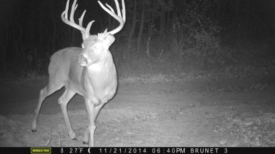 Trail cam photo from last year.