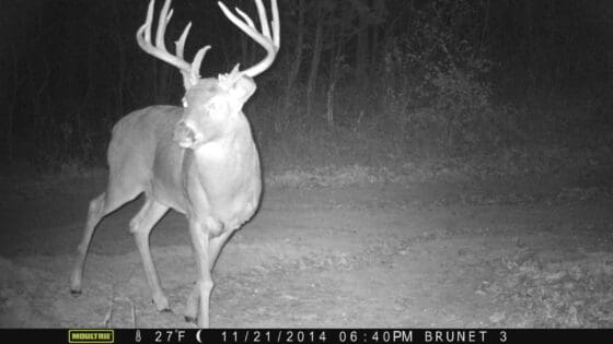 Trail cam photo from last year.