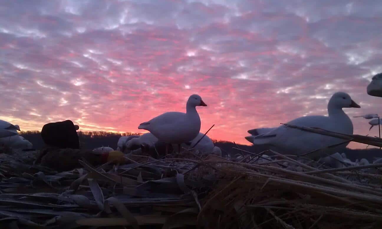 Illinois Waterfowl Hunting Guided Duck & Goose Hunts Heartland Lodge