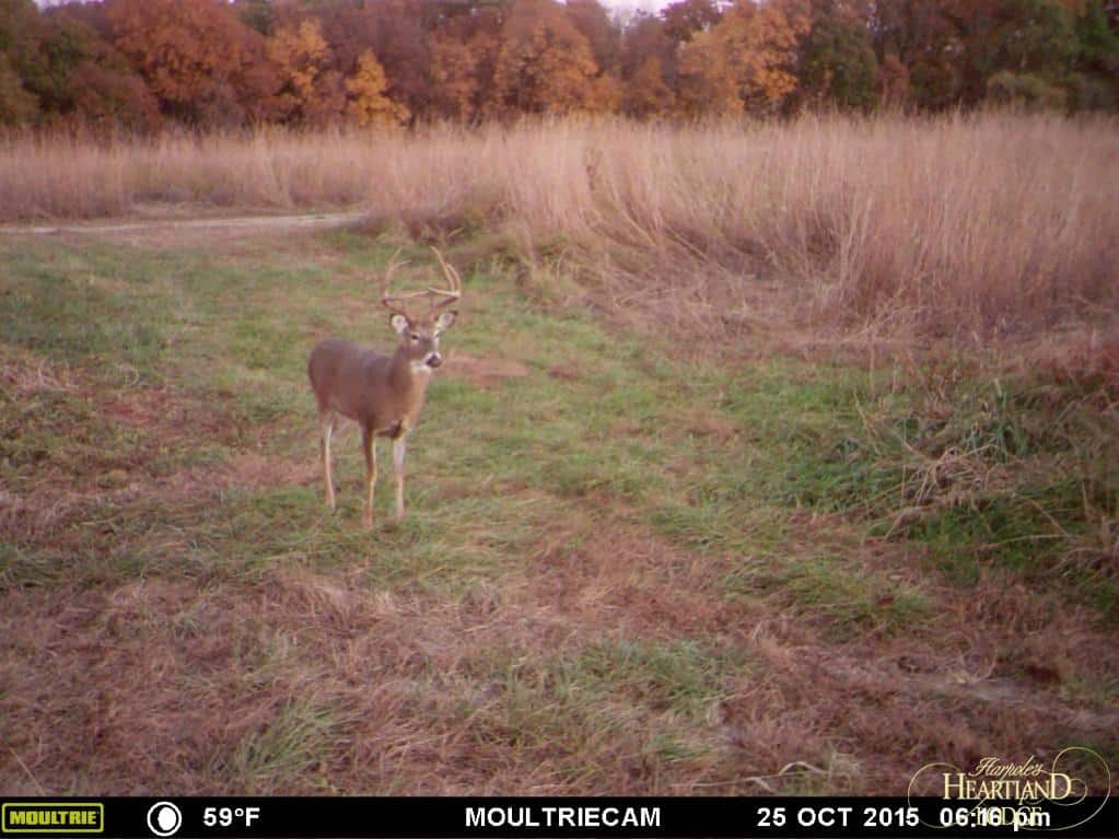 Trail Camera Picture