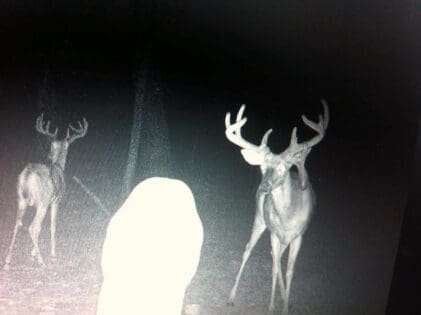 trail camera buck