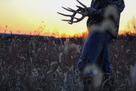 Whitetail shed hunting tips and where to find
