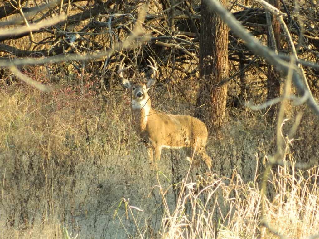 Pike County, Il Deer