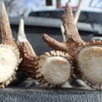 Great day of shed hunting.