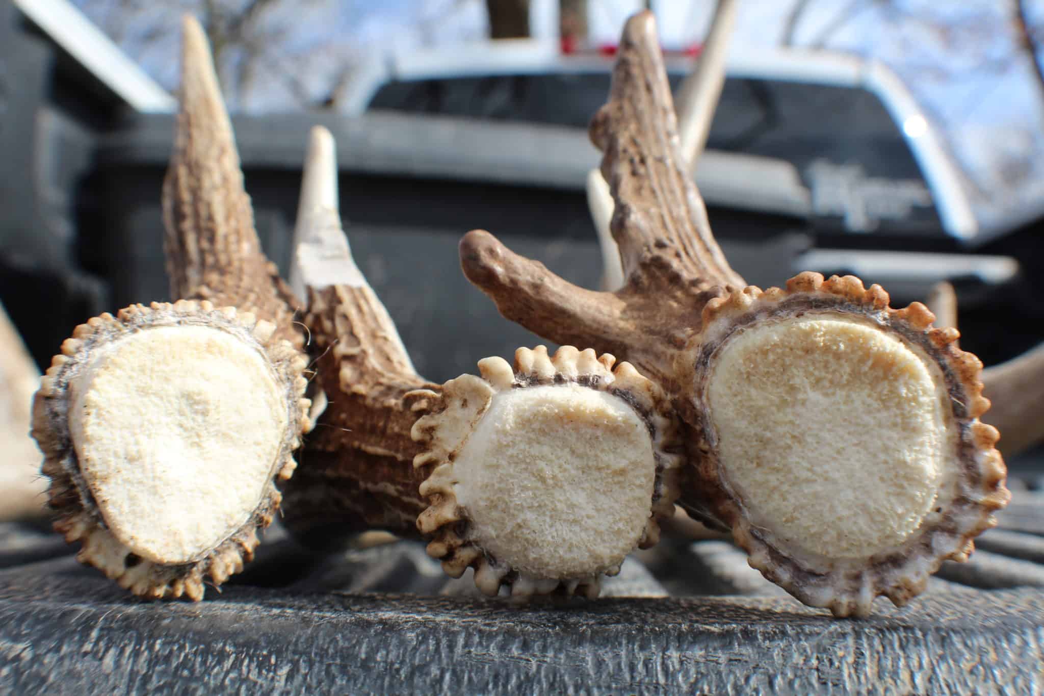 Great day of shed hunting.