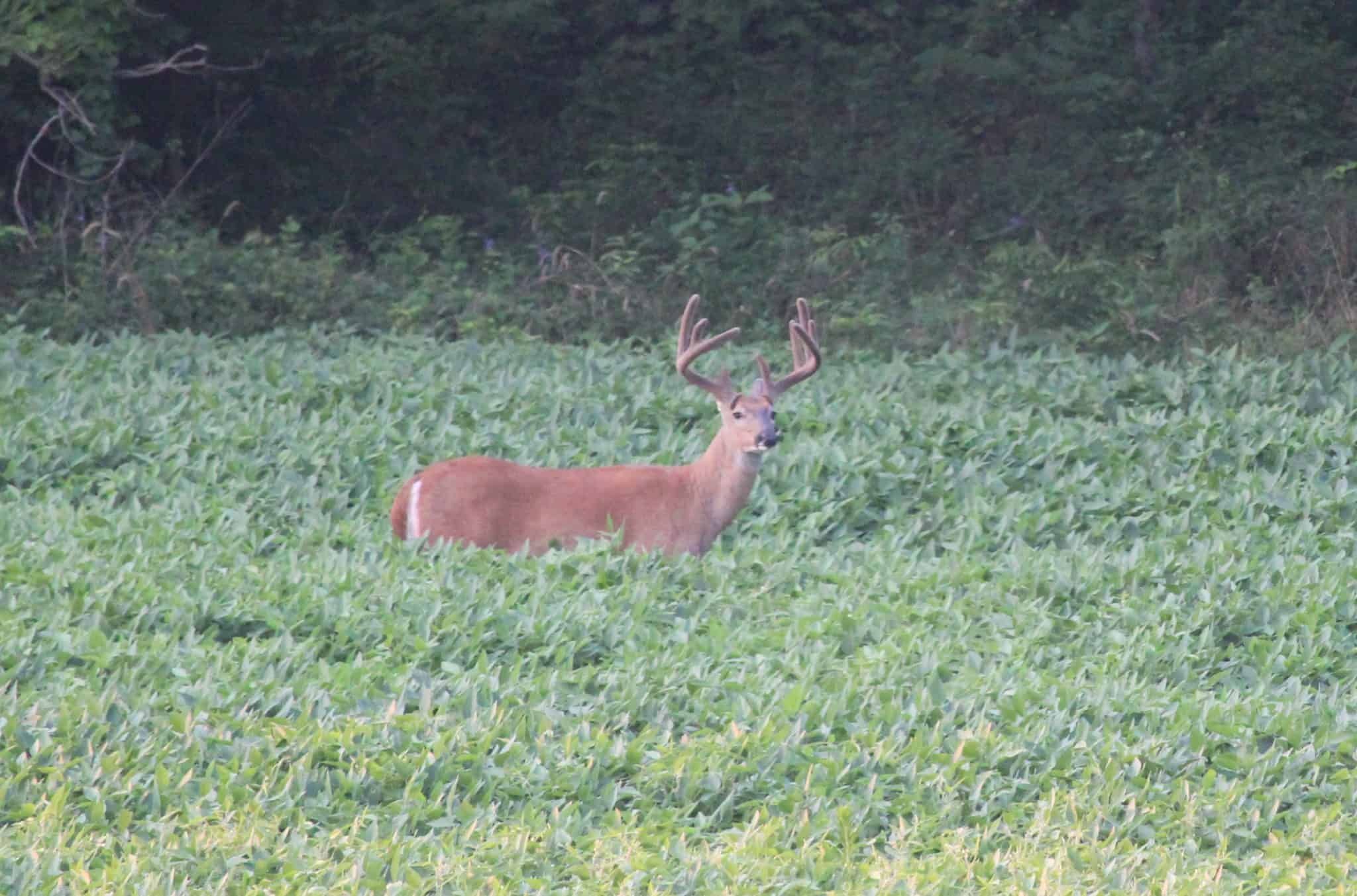 Pike County Buck