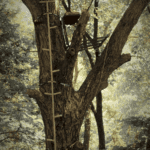 Treestand Picture