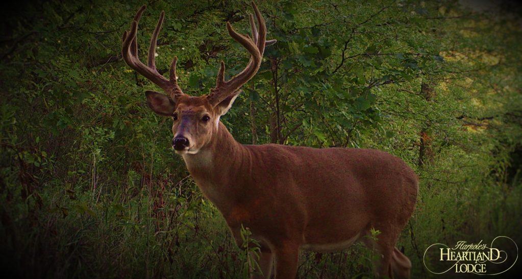 Mature Buck