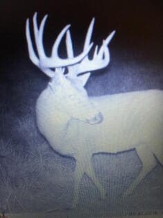 Trail Camera Picture