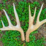 Matching set of shed antlers