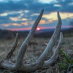 shed hunting tips and tactics, where to look