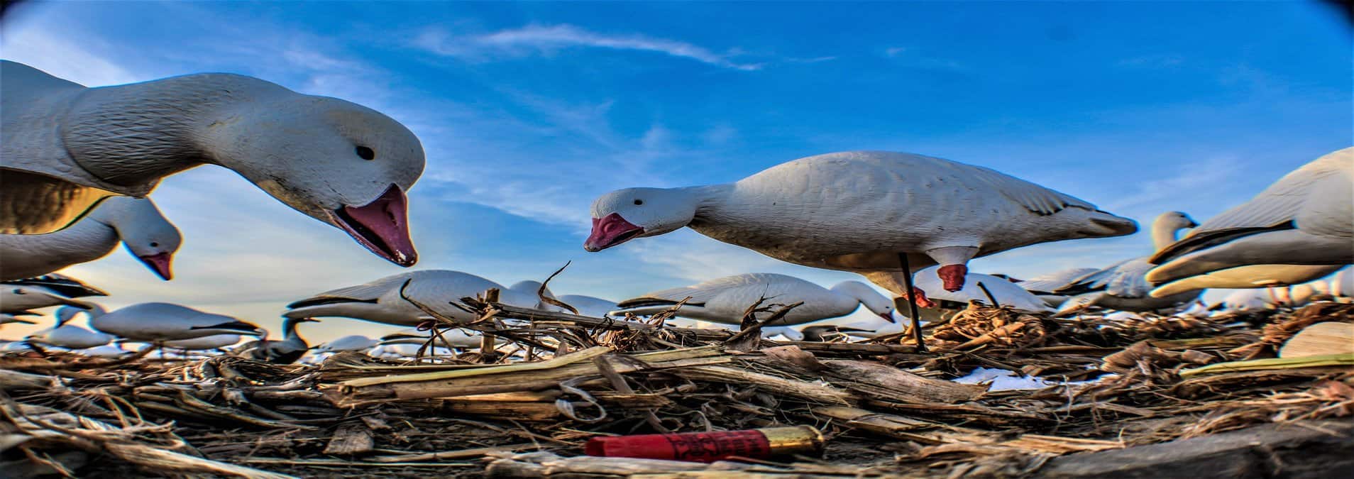 rsz_2guided_snow_goose_hunts[1]