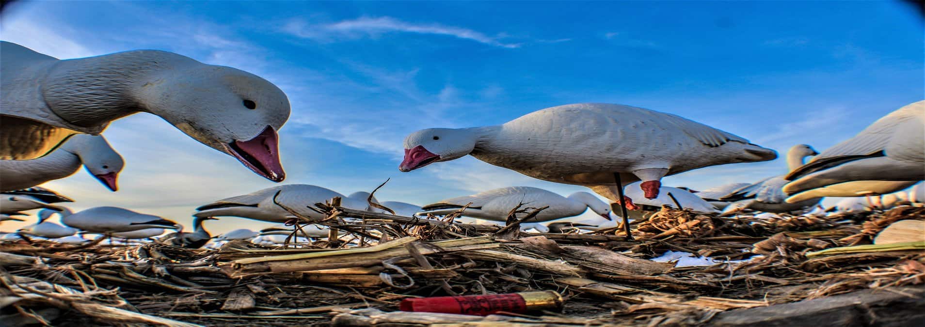 Snow Goose Hunting Guides Illinois Heartland Lodge