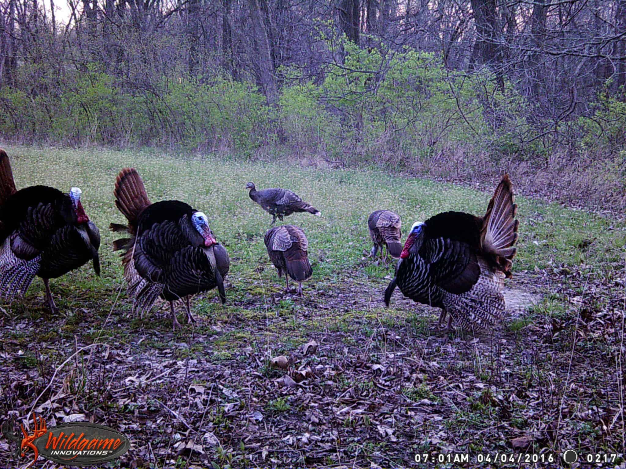 turkey habitat management improvement