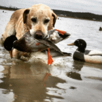 Waterfowl hunitng dog retrieving a duck in Illinois