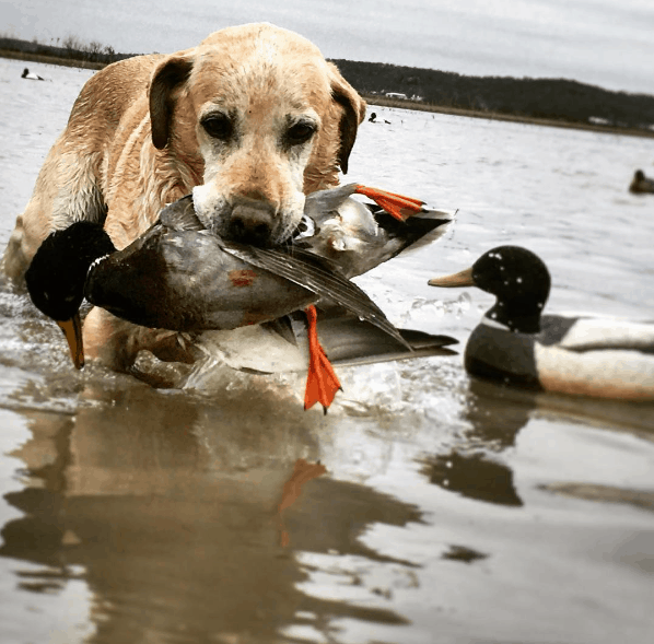 Illinois Waterfowl Hunting Guided Duck Goose Hunts Heartland Lodge,Easy Gyro Recipe