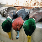 Duck Hunting Outfitters Illinois