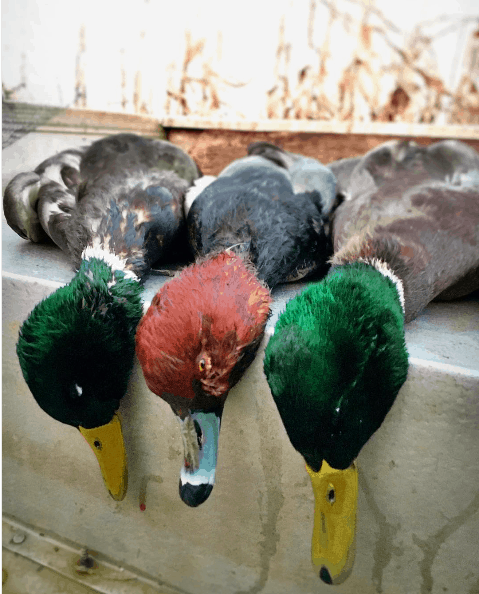 A great day Duck Hunting in Illinois