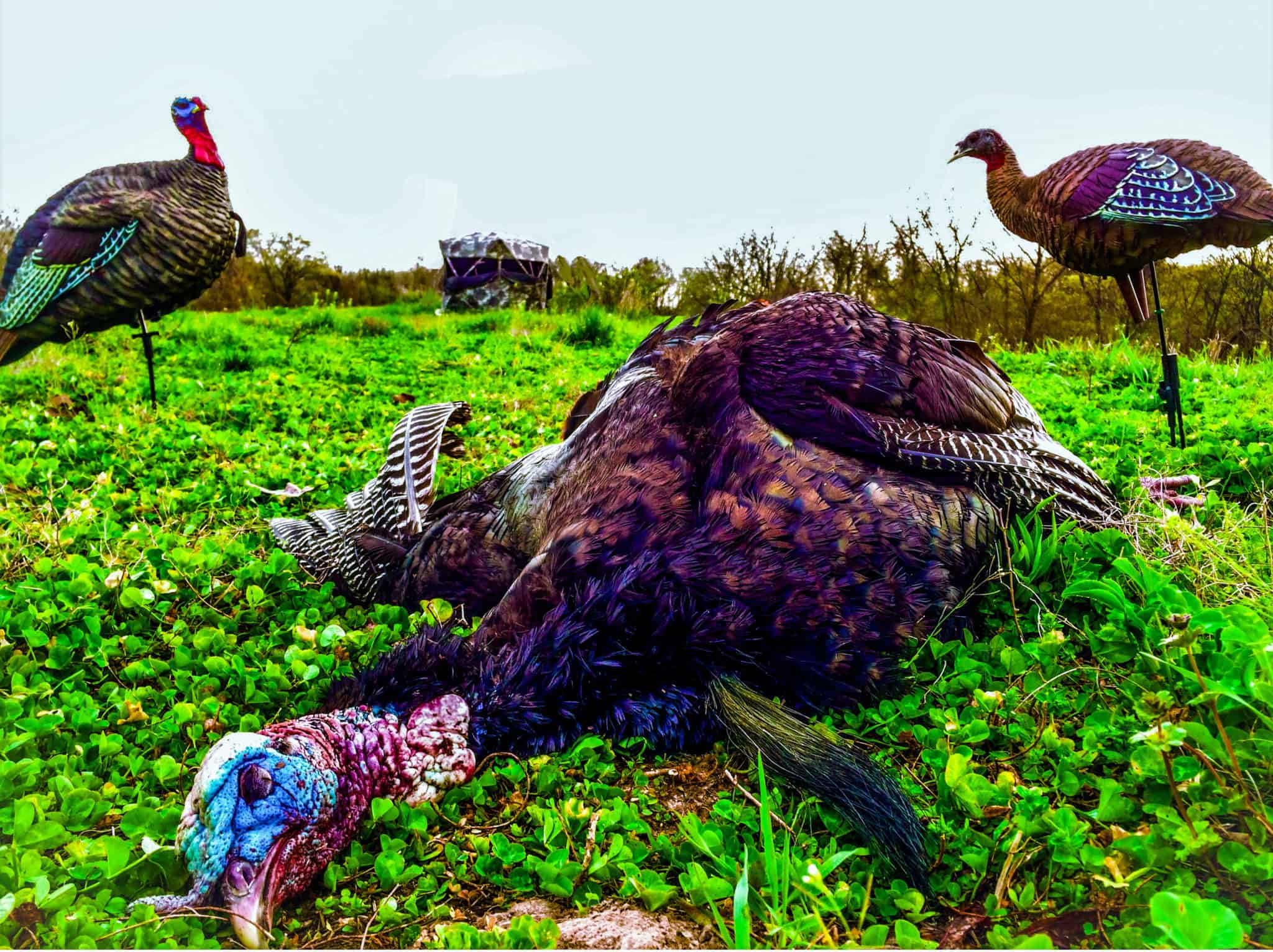 can you kill a turkey with a pellet gun
