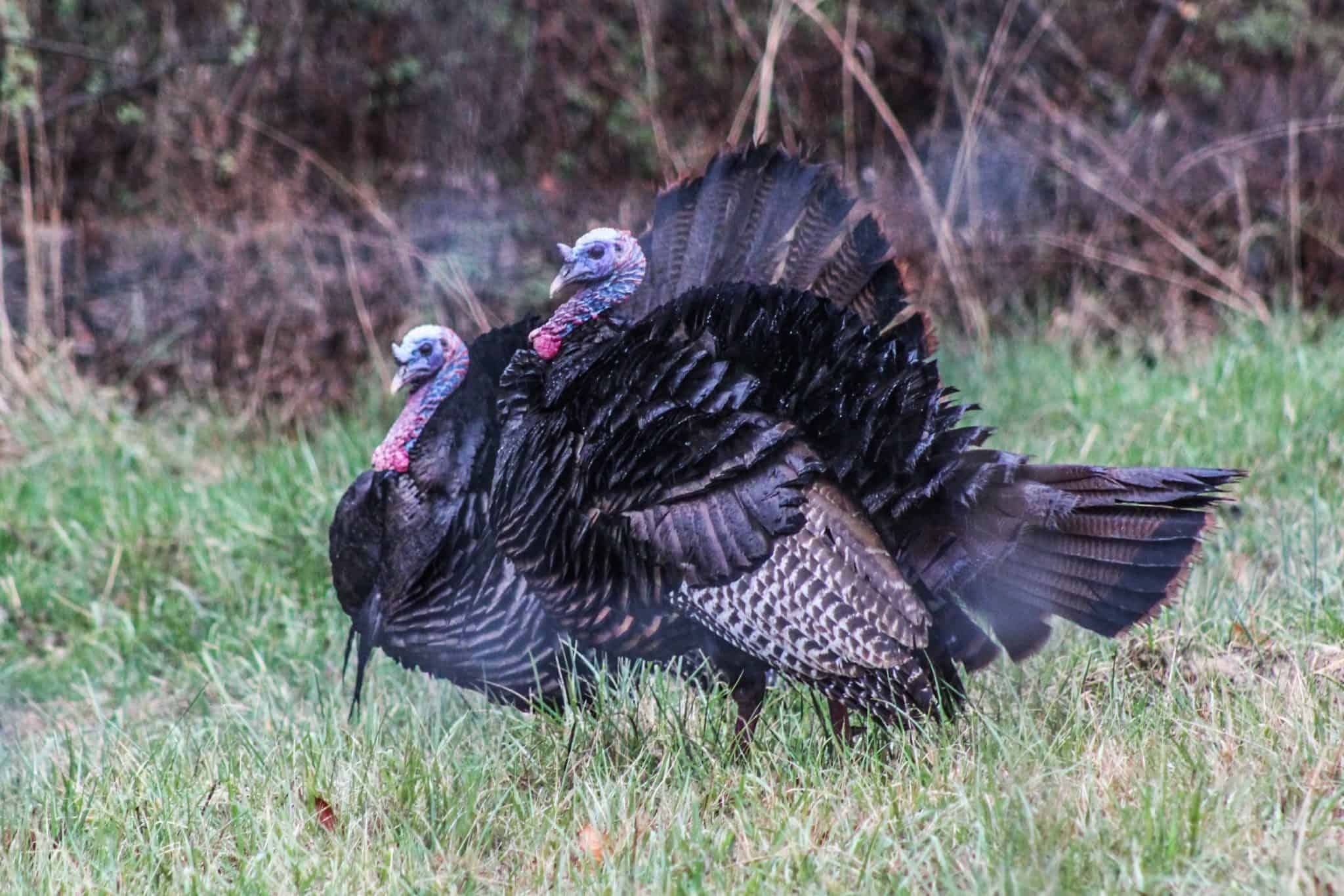 Late Season Turkey Hunting Heartland Lodge