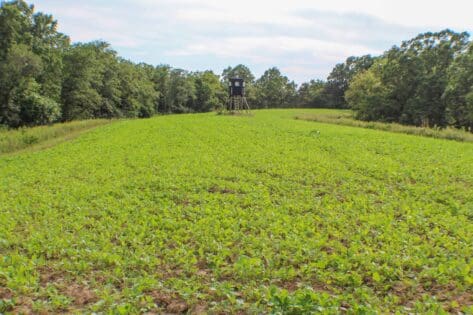 lush brassica food plot