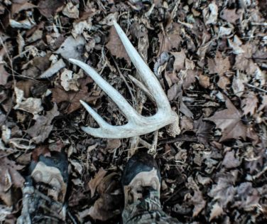Shed Antler Hunting in the midwest