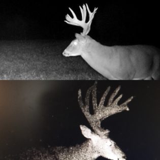 This buck really put on the inches!