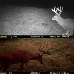 This buck added some nice mass.