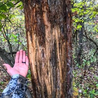 trophy whitetail scouting in Midwest