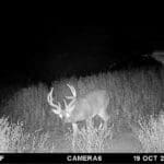 Big 8 Whitetail Trail Camera