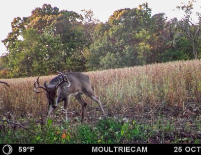 a mature buck marking his territory during the pre rut phase