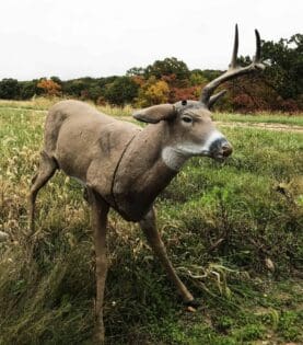 Pre rut deer hunting using a deer decoy and calls