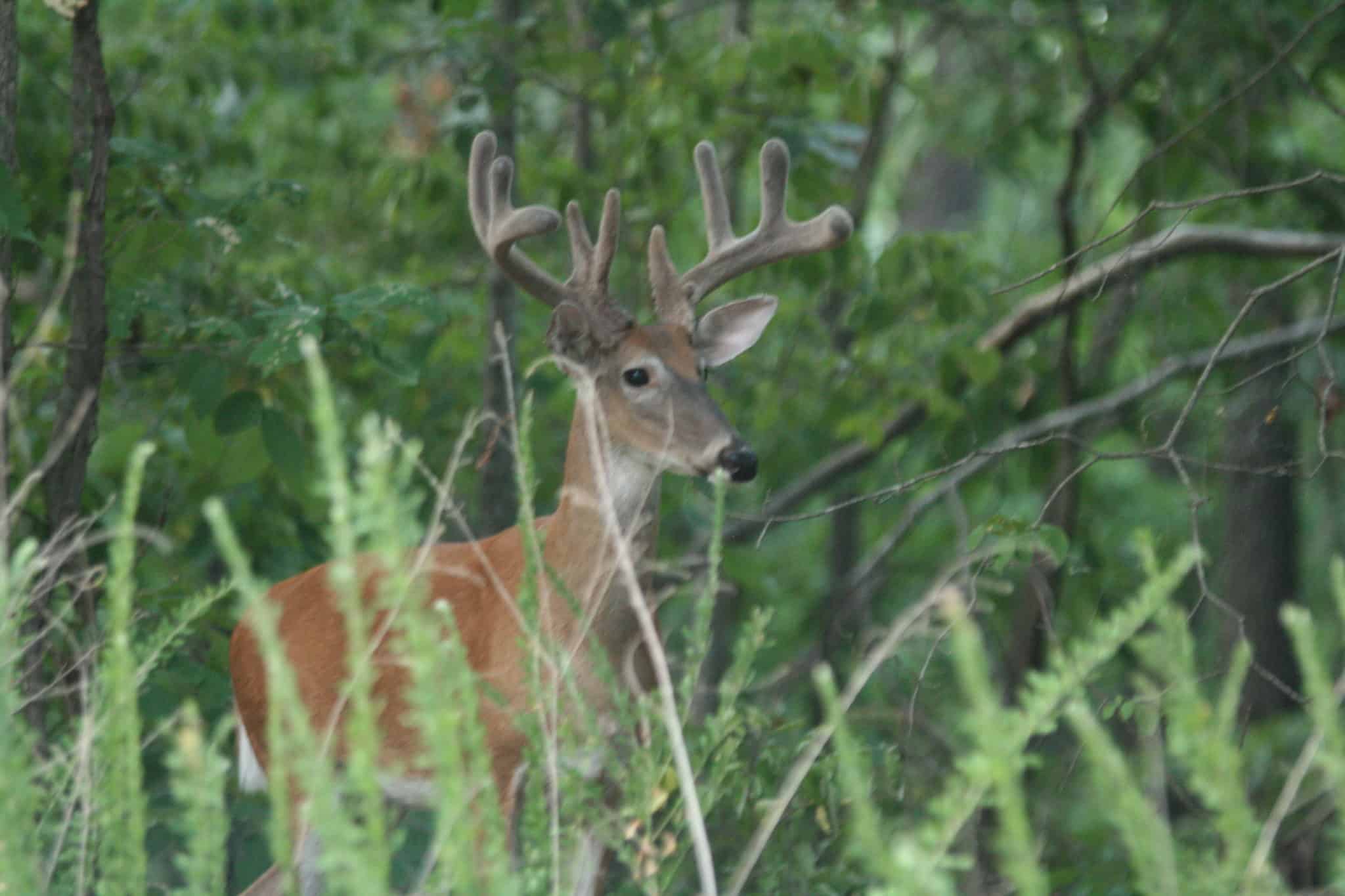 Glassing for summer whitetails in the midwest