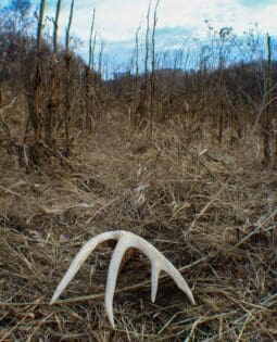 deer antler on a deer lease