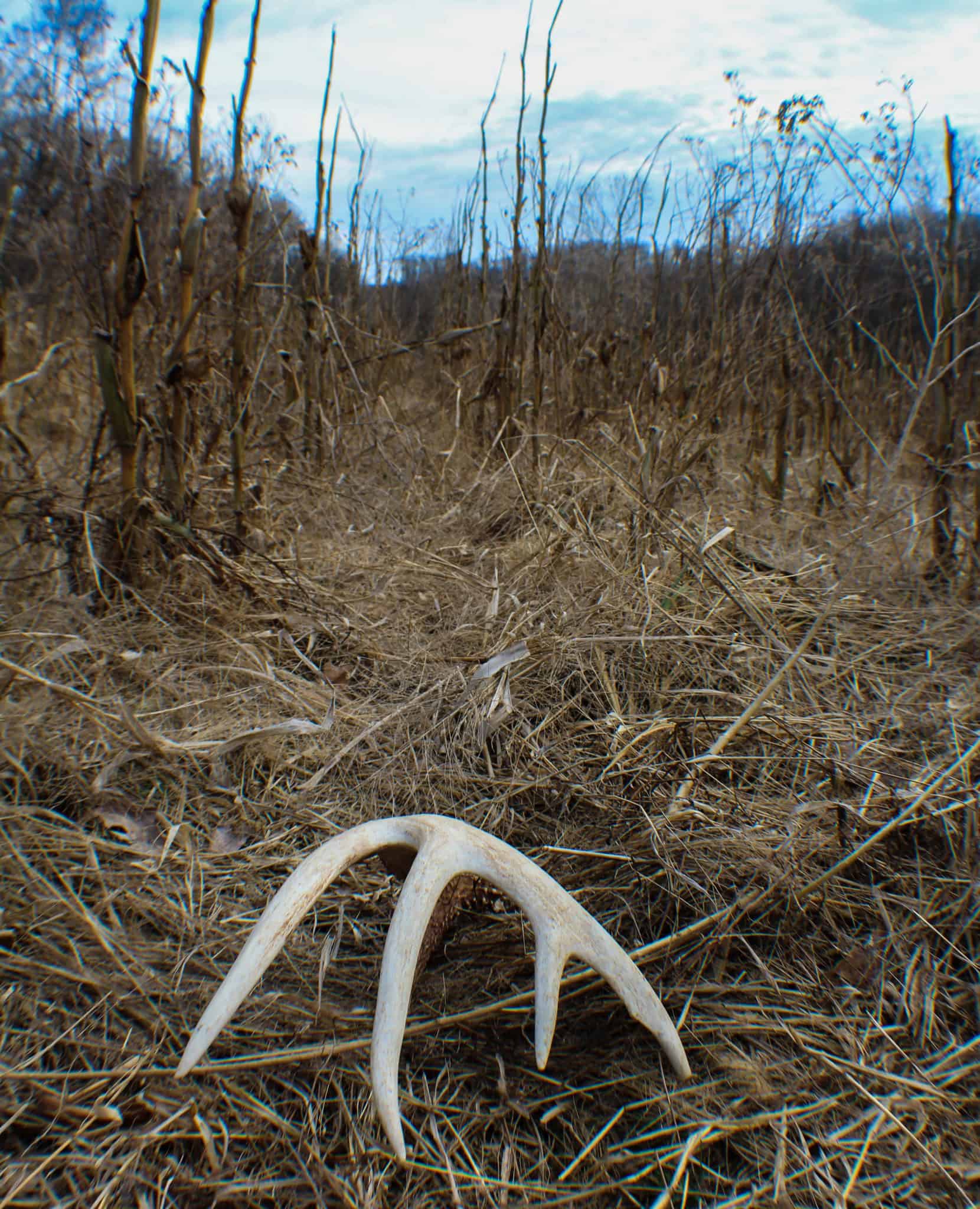 Shed hunting in corn fields