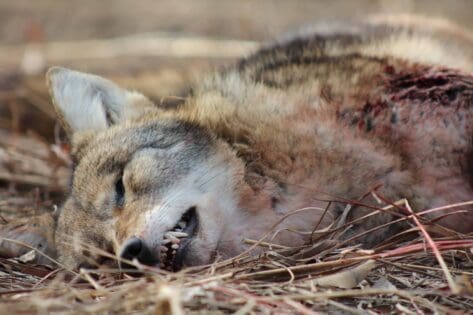 coyote using howling and basic calling