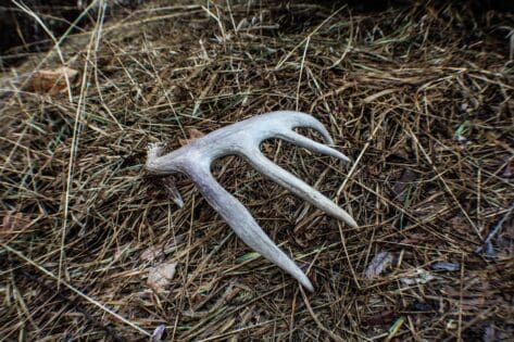 Mature bucks' shed antler