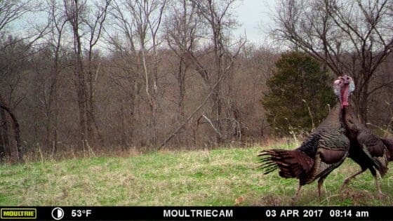 Turkey on trail cameras