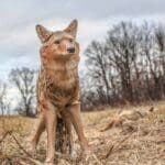 basic coyote calling tips and coyote decoy set up