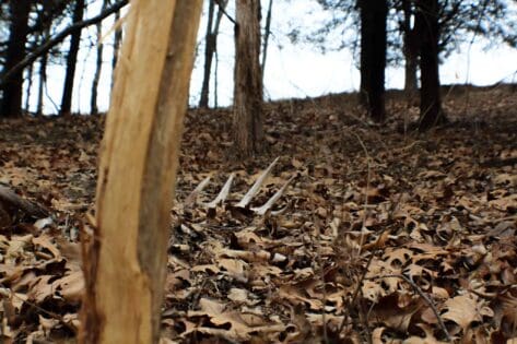 Where to find shed deer antlers in evergreens