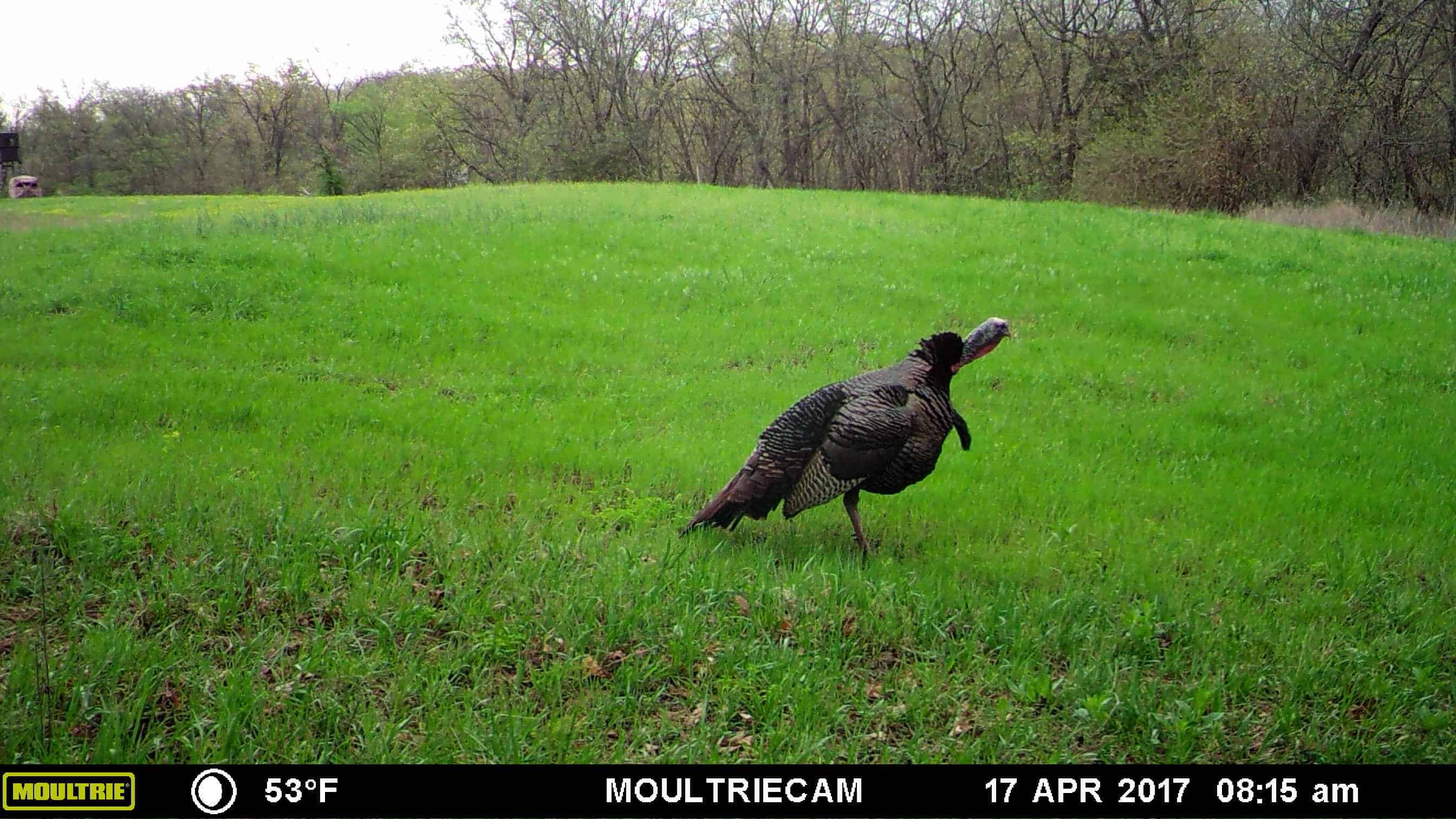 turkey gobbling on trail camera