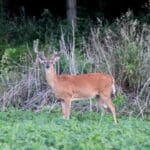 Nice eight pointer in soybeans.