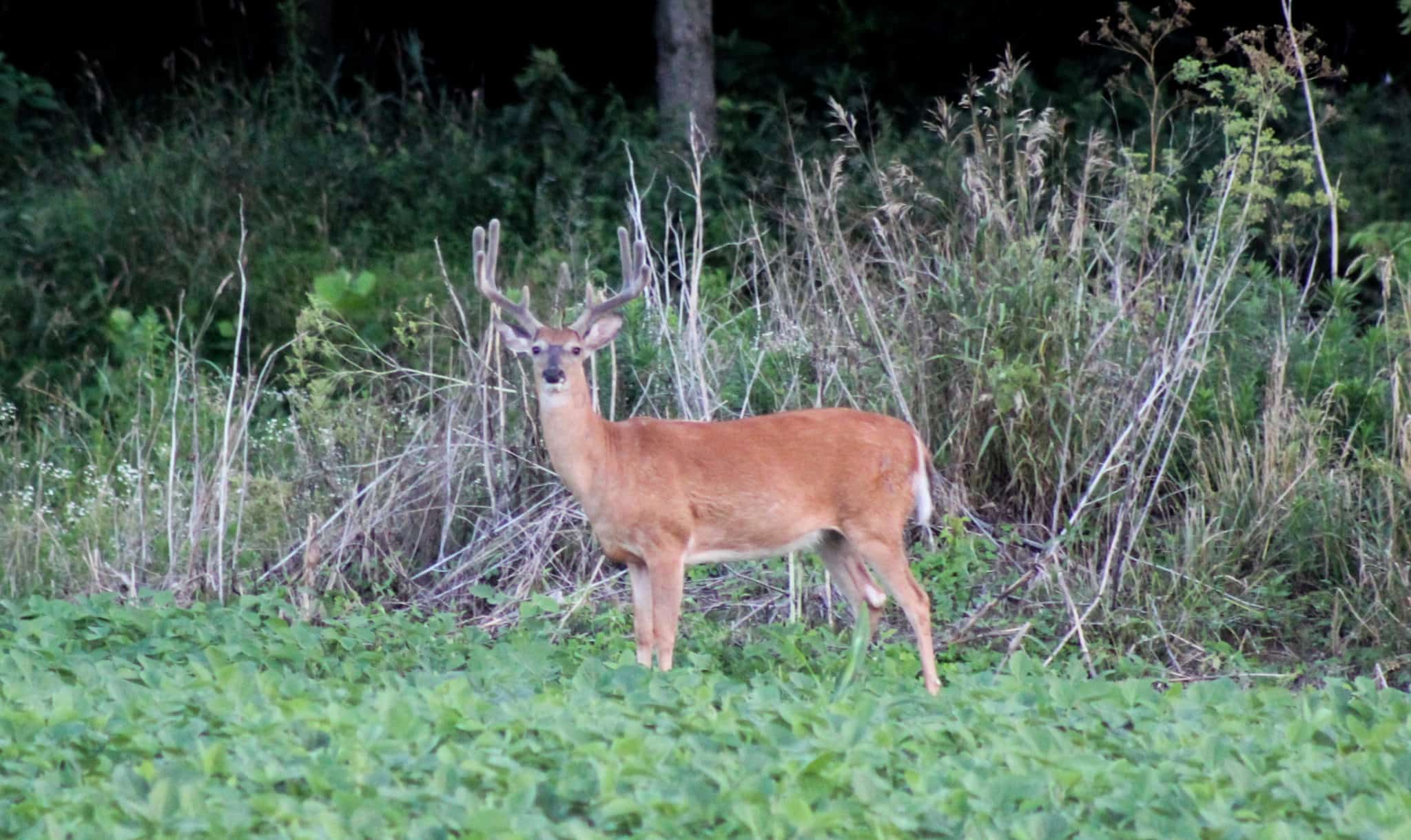Nice eight pointer in soybeans.